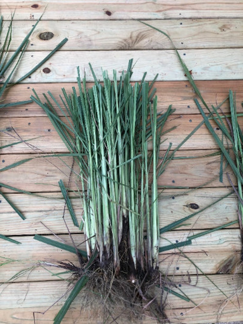 Lemongrass 12 Live PLANTS starter/rooted plugs PRESALE for MAY 1st shipping A Beebop Farm™ Product 2024 image 6