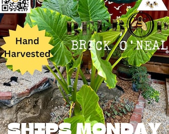 Thai Elephant Ear 1 Live PLANT(Colocasia Taro) ~A Beebop Farm™ Product~