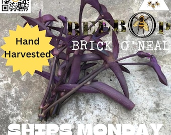 Purple Heart (Commelinaceae Spider Wort) 6 starter/cuttings live PLANTS ~A Beebop Farm™ Product~