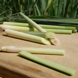 Lemongrass 12 Live PLANTS starter/rooted plugs PRESALE for MAY 1st shipping A Beebop Farm™ Product 2024 image 3