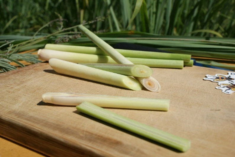 Lemongrass 12 Live PLANTS starter/rooted plugs PRESALE for MAY 1st shipping A Beebop Farm™ Product 2024 image 3