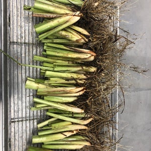 Lemongrass 12 Live PLANTS starter/rooted plugs PRESALE for MAY 1st shipping A Beebop Farm™ Product 2024 image 5