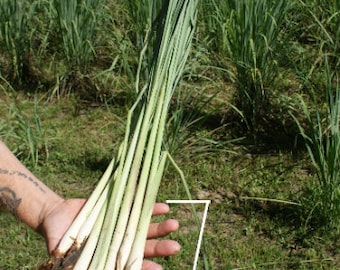 Lemongrass 12 Live PLANTS starter/rooted plugs !!PRESALE for JUNE 1st shipping!! ~A Beebop Farm™ Product~ 2024