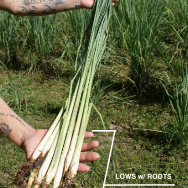 Lemongrass 12 Live PLANTS starter/rooted plugs !!PRESALE for JUNE 1st shipping!! ~A Beebop Farm™ Product~ 2024