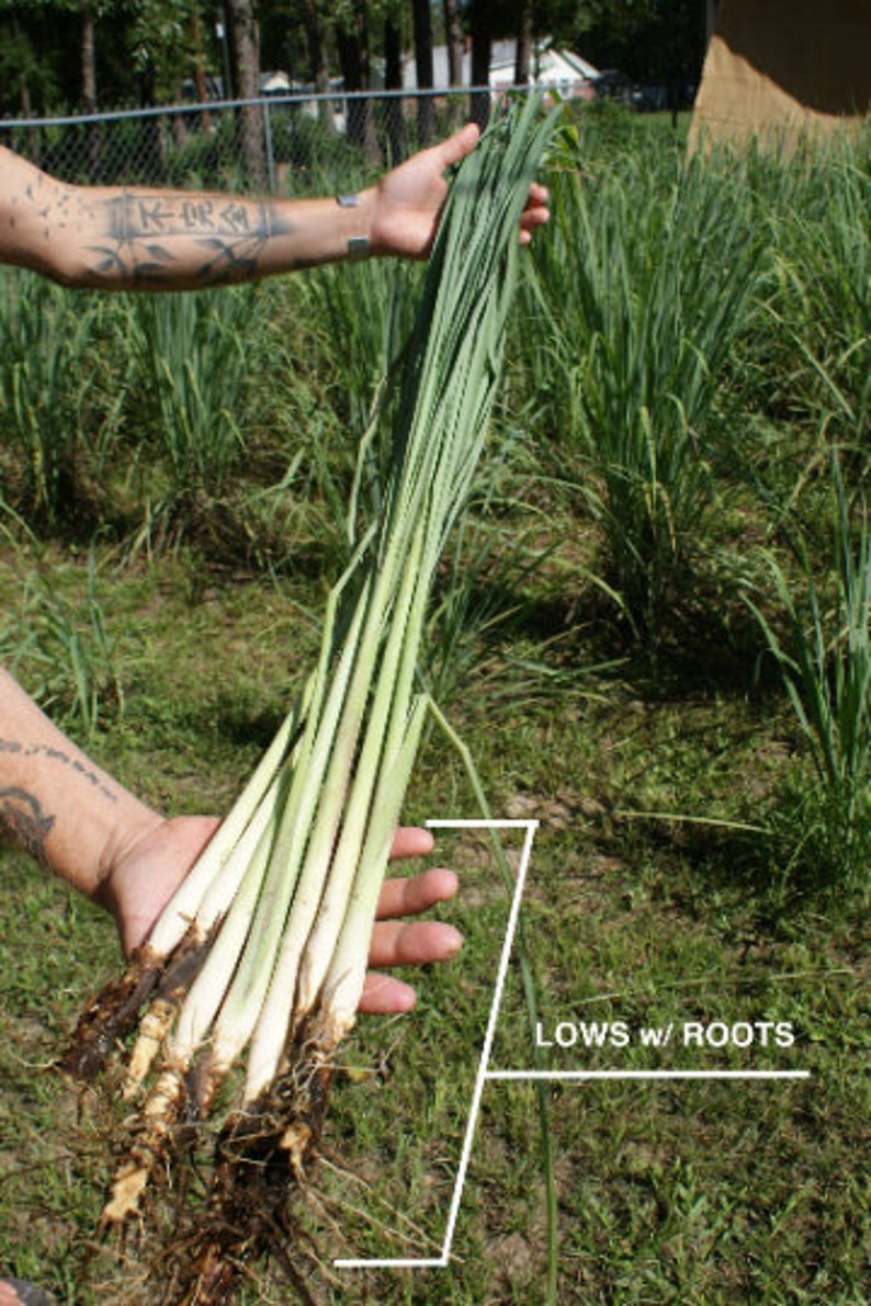 Lemongrass 12 Live PLANTS starter/rooted plugs PRESALE for MAY 1st shipping A Beebop Farm™ Product 2024 image 1