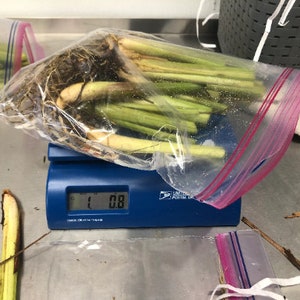 Lemongrass 12 Live PLANTS starter/rooted plugs PRESALE for MAY 1st shipping A Beebop Farm™ Product 2024 image 8