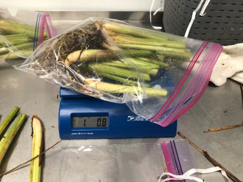 Lemongrass 12 Live PLANTS starter/rooted plugs PRESALE for MAY 1st shipping A Beebop Farm™ Product 2024 image 8