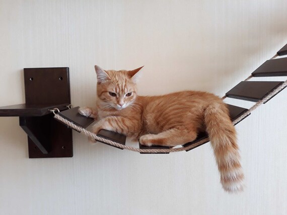 cat shelves bridge cat