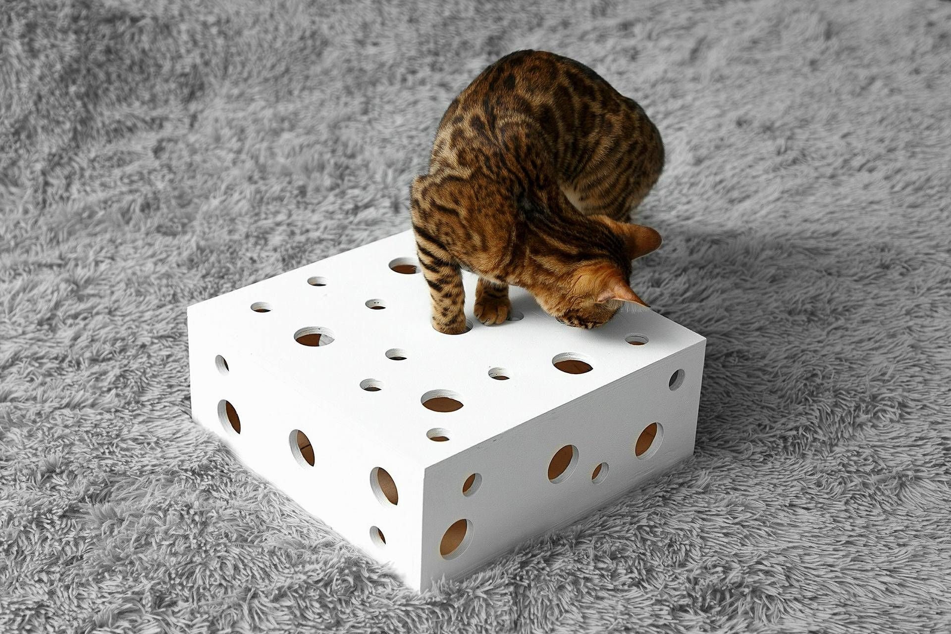 bestes katzenspielzeug