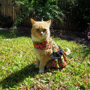 Pet clothing for cats and small dogs: Spanish chilli