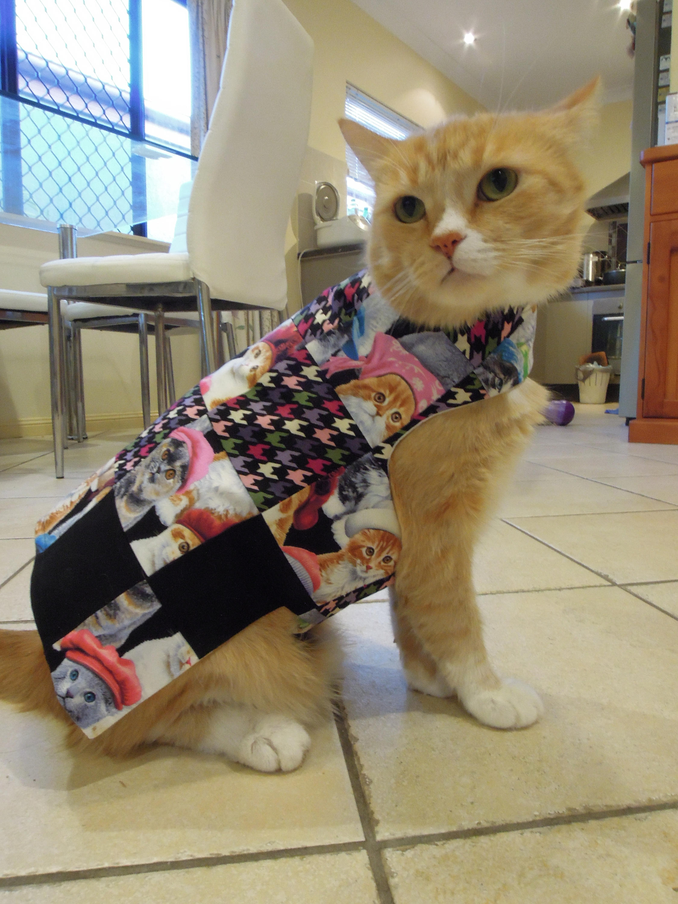 cat clothes australia