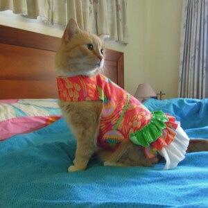 Pet clothing for cats and small dogs: Jellyfish in Italy