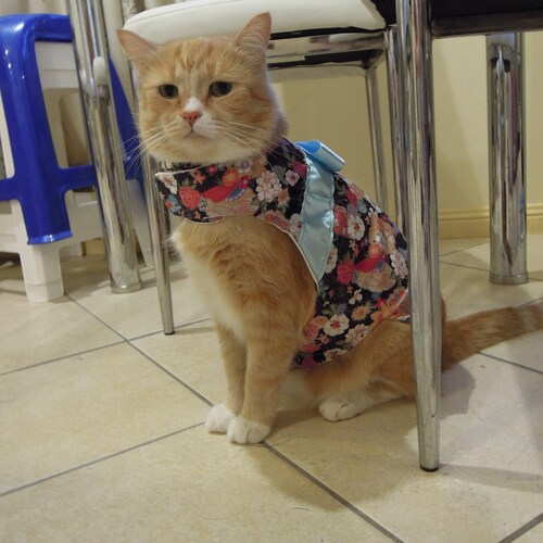 Cheongsam-Umhang Für Katzen & Kleine Hunde – Rot/gold, Satin-Baumwolle, Verstellbar, Für Neujahr & Fotos