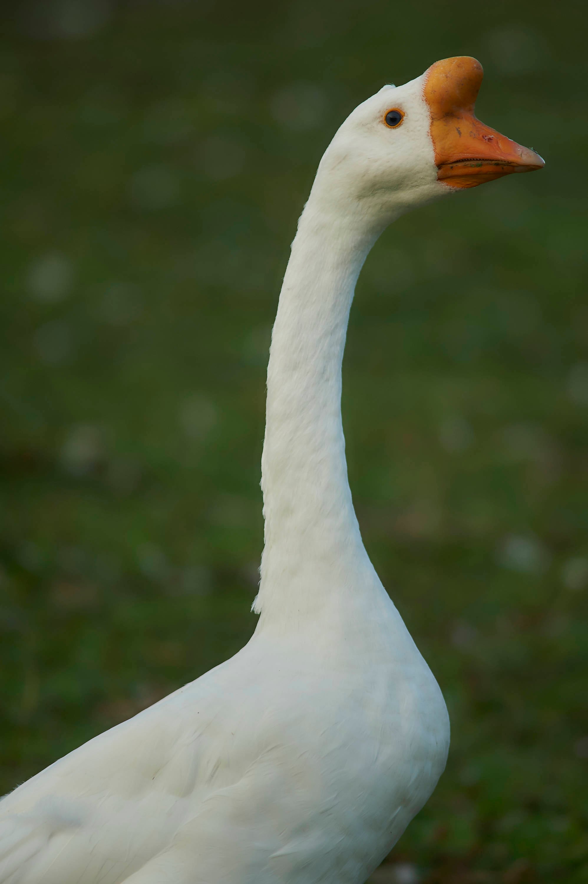 GOOSE PHOTO fantastic gander goose bird photo poster art | Etsy
