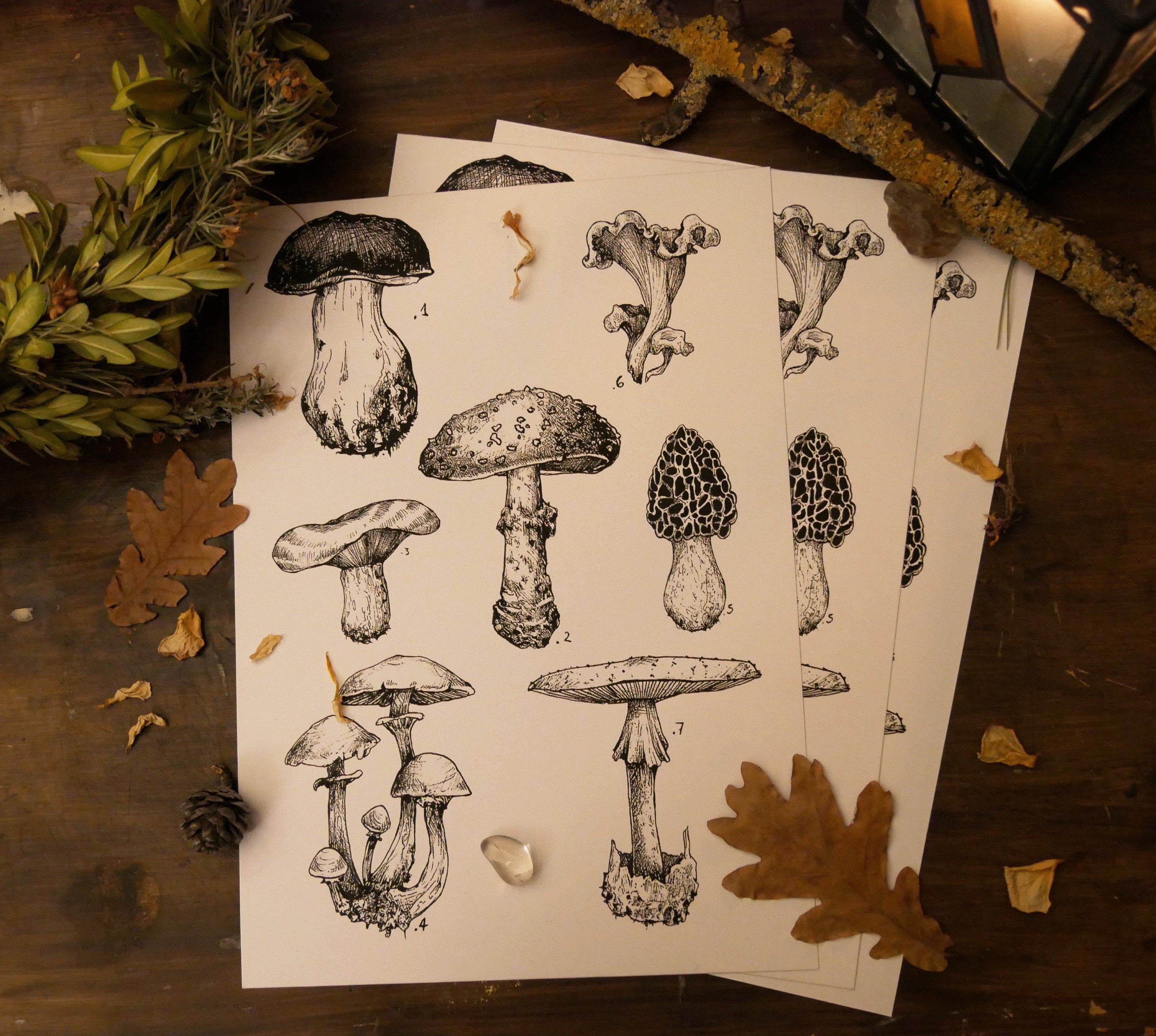 Champignons Magiques - Illustration