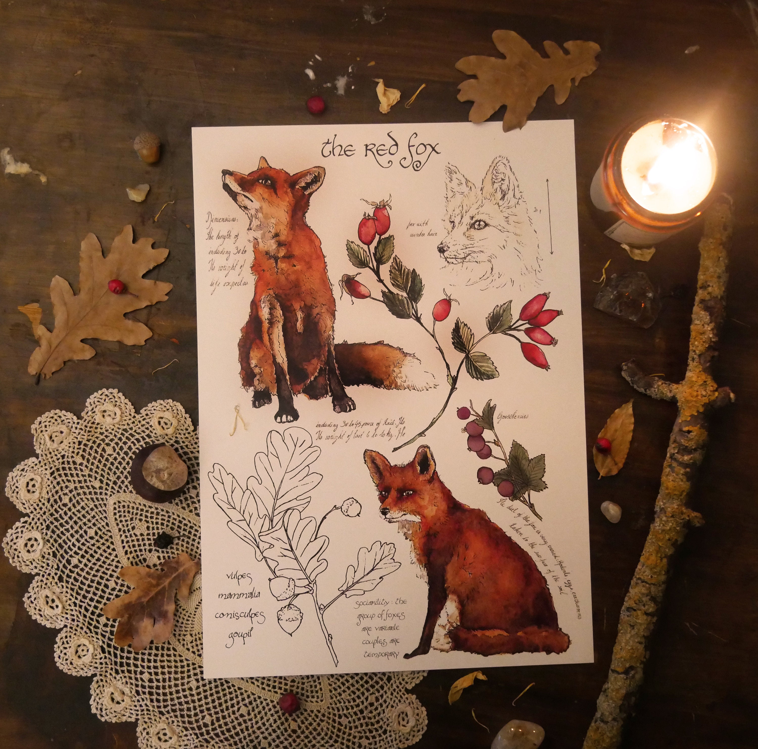 Renard Encyclopédie - Illustration