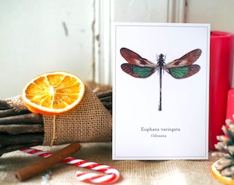 Carte - Euphaea Variegata - 10 x 14