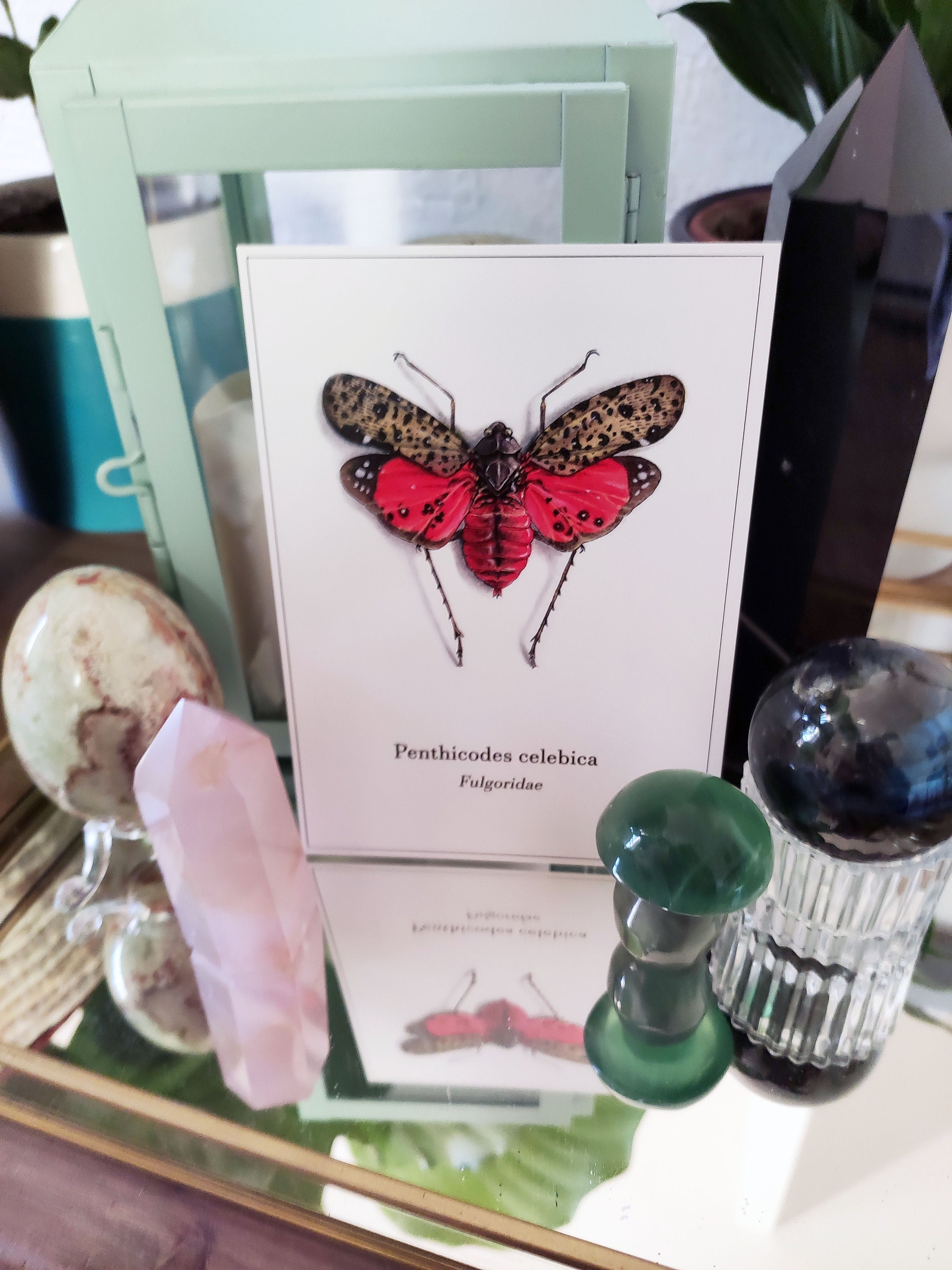 Carte - Penthicodes Celebica