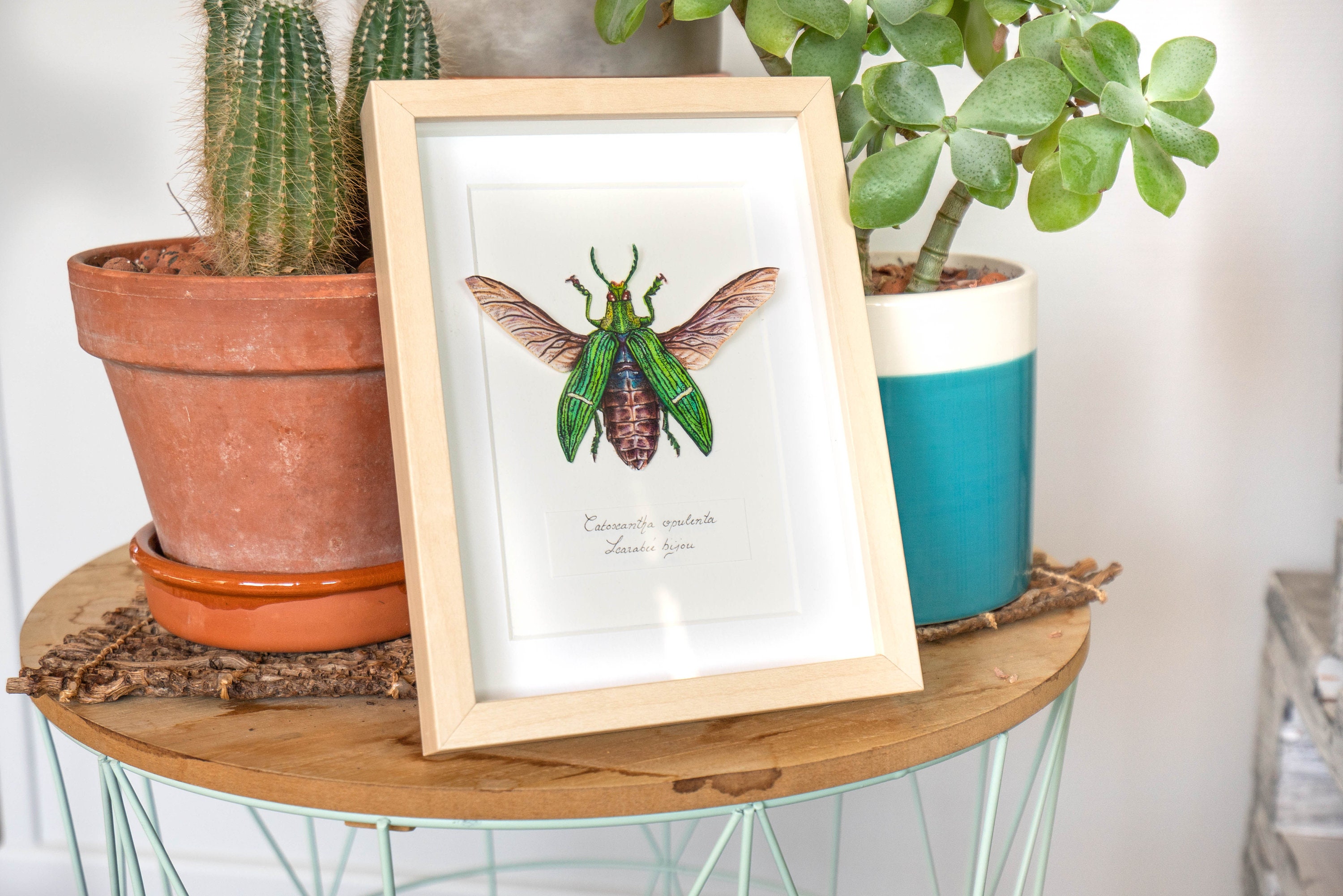 Framed Beetle/Scarabée Encadré