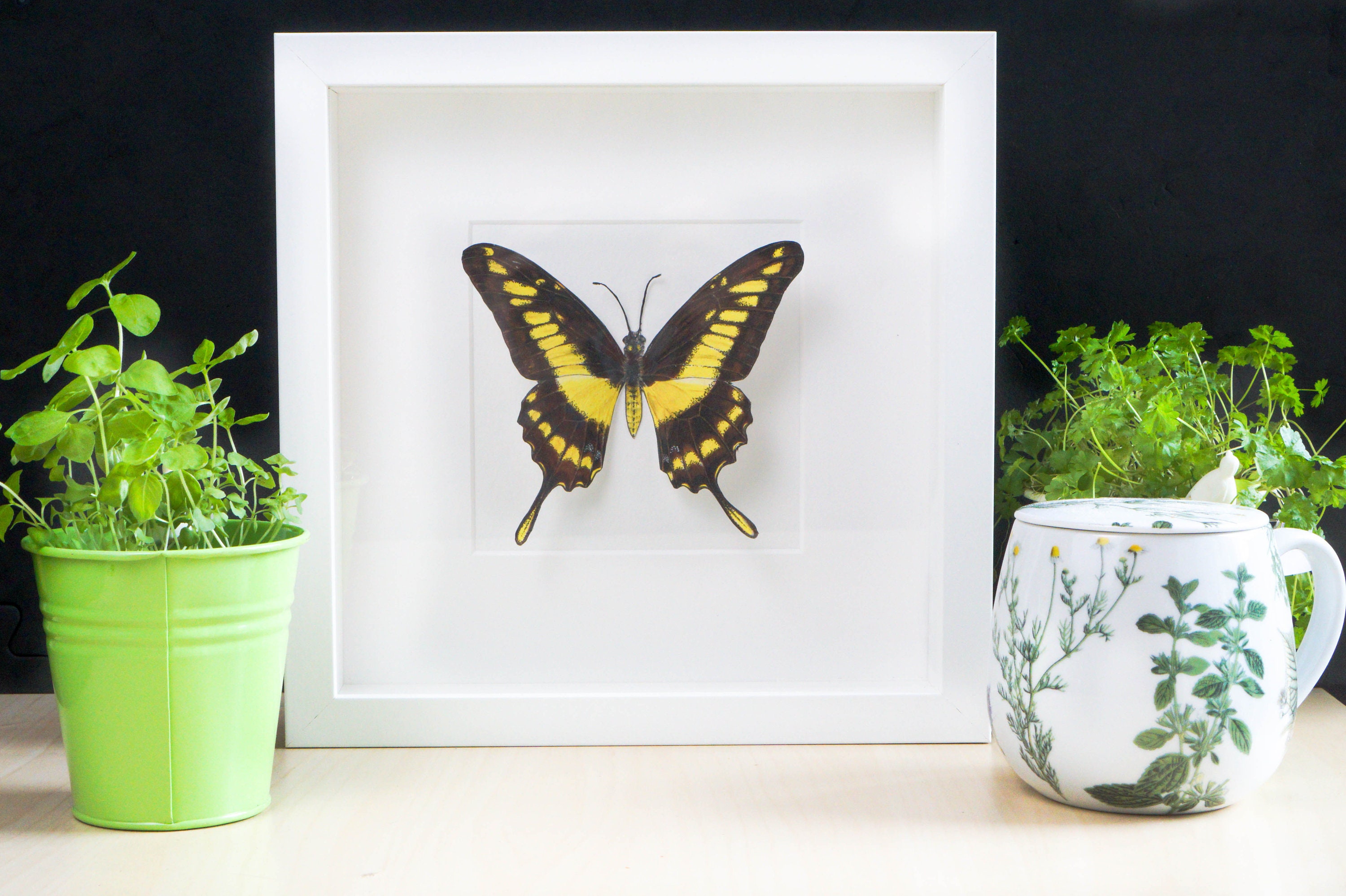 Art Print Framed Butterfly - 25 X cm