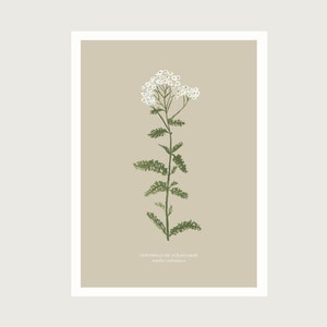 Milenrama - Impresión de póster artístico A4 - gouache botánico - ilustración || CORAZÓN Y PAPEL