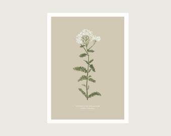 Yarrow - Print Poster Art Print A4 - Botanical Gouache - Illustration || HEART & PAPER