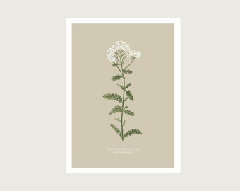 Yarrow - Print Poster Art Print A4 - botanical gouache - Illustration || HEART & PAPER