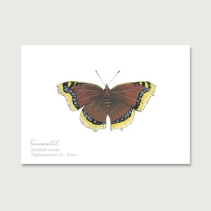 Carte postale | Papillon « Cape de deuil » P_27 | Gouache | Aquarelle | Illustration | Nature || COEUR & PAPIER