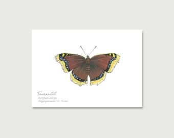 Postcard | Butterfly "Mourning Cloak" P_27 | Gouache | Watercolor | Illustration | Nature || HEART & PAPER