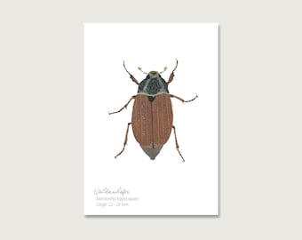Postkarte | Maikäfer P_30 | Insekten | Gouache | Wasserfarbe | Illustration | Natur | Waldmaikäfer || HERZ & PAPIER