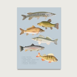 Ansichtkaart "Vis - biologisch" P_96 voor vissers, visliefhebbers | Zoetwatervis || HART & PAPIER