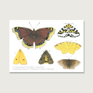 Postkarte | Schmetterlinge Collage P_25 | Gouache | Wasserfarbe | Illustration | Natur || HERZ & PAPIER