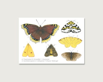 Postcard | Butterflies Collage P_25 | Gouache | Watercolor | Illustration | Nature || HEART & PAPER