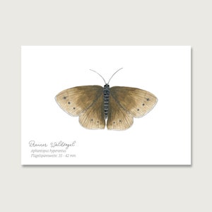 Postkarte | Schmetterling "Brauner Waldvogel" P_28 | Gouache | Wasserfarbe | Illustration | Natur || HERZ & PAPIER