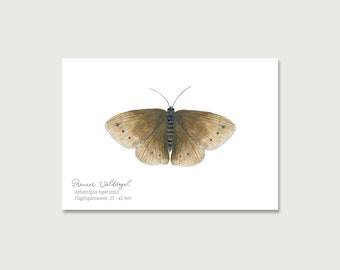 Postkarte | Schmetterling "Brauner Waldvogel" P_28 | Gouache | Wasserfarbe | Illustration | Natur || HERZ & PAPIER