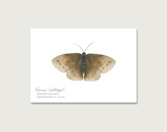 Postcard | Butterfly "Brown Forest Bird" P_28 | Gouache | Watercolor | Illustration | Nature || HEART & PAPER