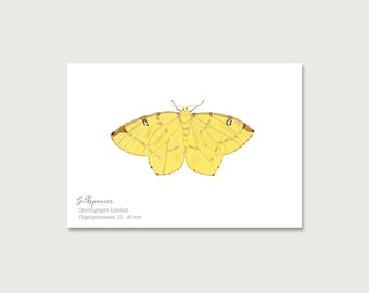 Postcard | Butterfly "Yellow Moth" P_26 | Gouache | Watercolor | Illustration | Nature || HEART & PAPER