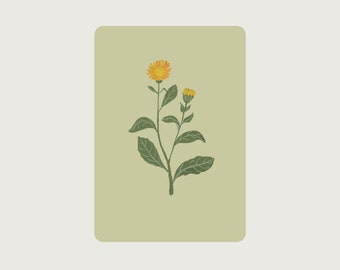 Marigold (medicinal plant, flower) PE_07 - Postcard with rounded corners - Treasures of nature - HERZ & PAPIER