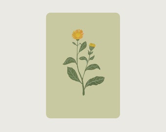 Calendula (pianta medicinale, fiore) PE_07 - cartolina con angoli arrotondati - tesori della natura - CUORE E CARTA