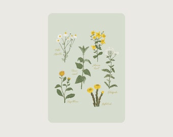 Medicinal plants PE02 - postcard with rounded corners - treasures of nature - HEART & PAPER