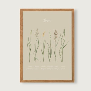 Hierbas - Impresión de póster artístico A4 - gouache botánico - Ilustración || CORAZÓN Y PAPEL