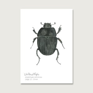 Postkarte | Mistkäfer P_31 | Insekten | Gouache | Wasserfarbe | Illustration | Natur | Waldmaikäfer || HERZ & PAPIER