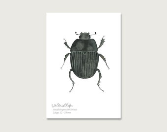 Postcard | Dung beetle P_31 | Insects | Gouache | Watercolor | Illustration | Nature | Cockchafer || HERZ & PAPIER