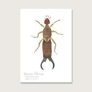 Carte postale "Ver d'oreille" P_29 | Insectes | Gouache | Aquarelle | Illustration | Nature | Hanneton forestier || COEUR & PAPIER