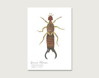 Carte postale "Ver d'oreille" P_29 | Insectes | Gouache | Aquarelle | Illustration | Nature | Hanneton forestier || COEUR & PAPIER