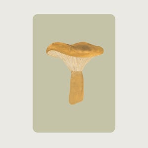 Brätling PE_11 | Pilz - Postkarte mit abgerundeten Ecken - Kostbarkeiten der Natur - HERZ & PAPIER