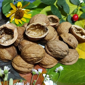 Walnut shell halves, Natural Crafts Supplies, Ornament Walnut slices, Organic Home Decor, Eco-material for creativity, set 100, 50 or 20 pcs