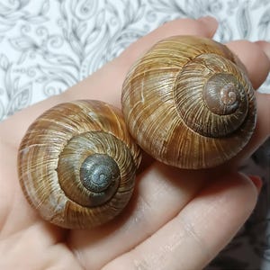 以下が含まれることがあります： 2つの大きな渦巻き状のカタツムリの殻。 殻は、明るい茶色と濃い茶色の混合で、テクスチャのある隆起があります。 各殻の中央は、より濃い灰褐色です。 殻は人の手で持たれています。