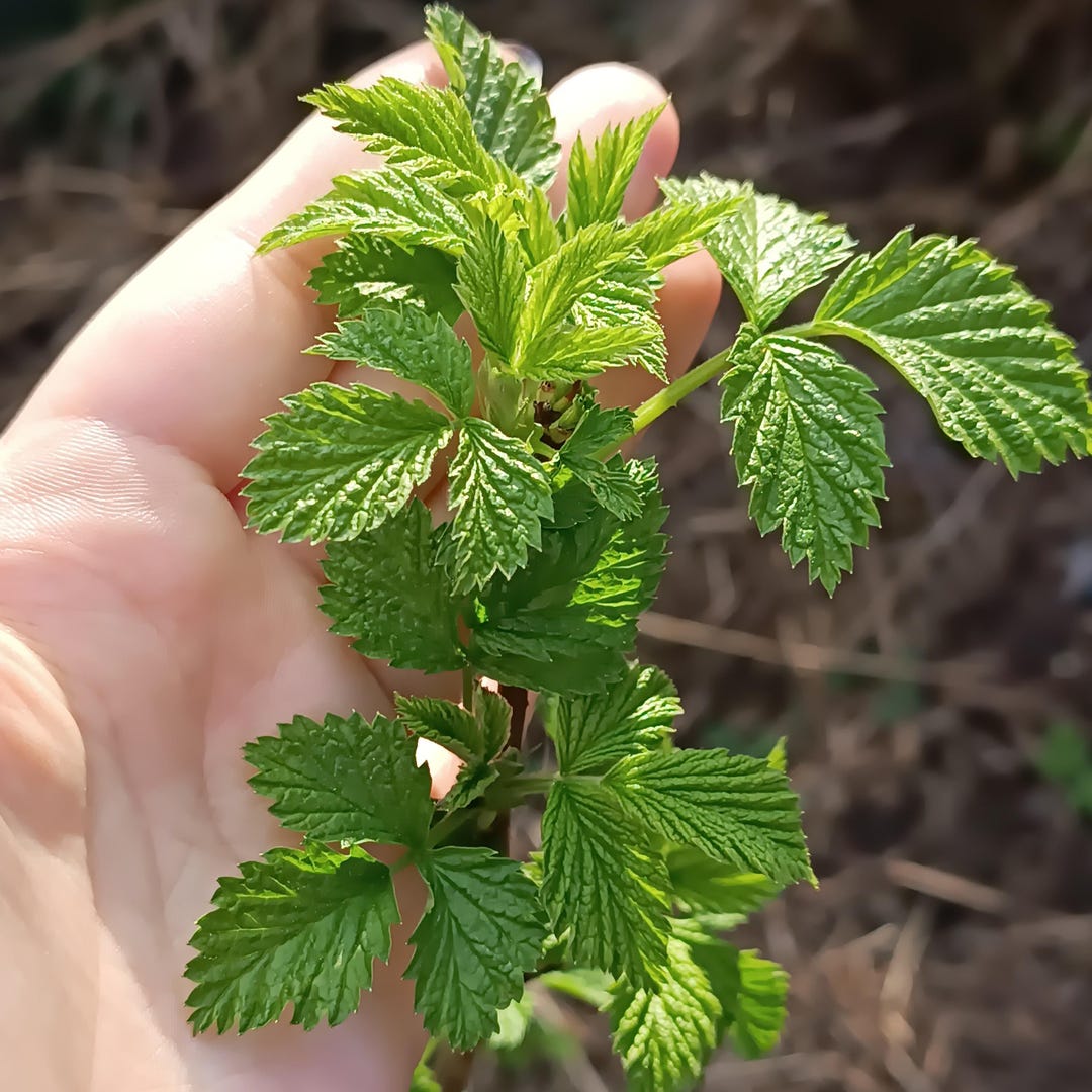 Rubus Tea Premium Early Spring Raspberry Leaves 2026 Harvest, Loose Herbal Tea ...
