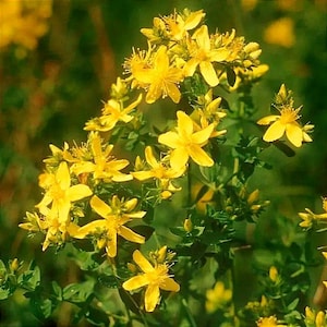 May include: A vibrant image of a flowering plant, showcasing clusters of bright yellow, star-shaped flowers. The flowers are set against green foliage. The background is a soft, out-of-focus green.